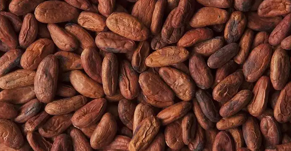 可可豆系列设备